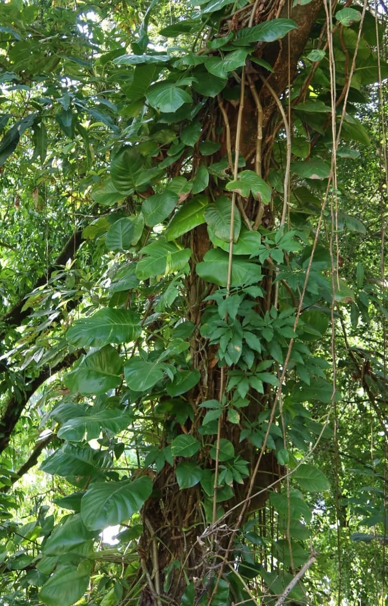 Sacred connection with nature