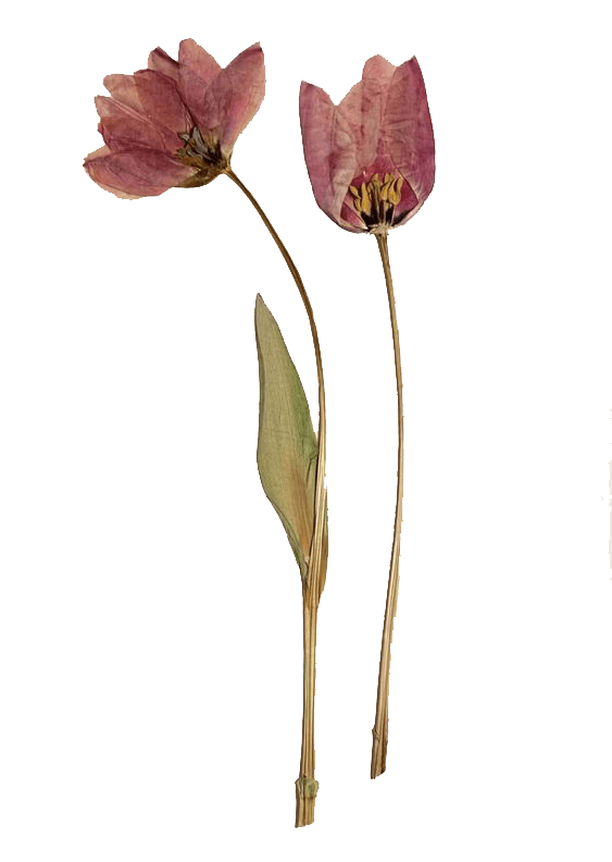 Pressed pink tulips