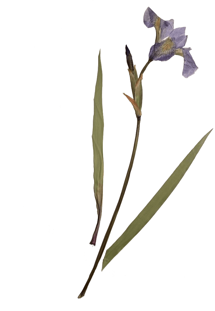 A pressed iris flower