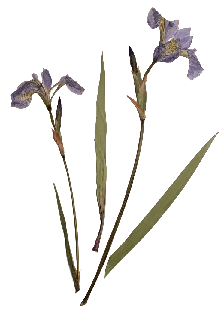 Pressed iris flowers